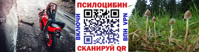 Псилоцибиновые грибы Psilocybine cubensis  Светогорск 