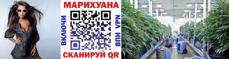наркотики  Светогорск  Канабис SATIVA & INDICA 